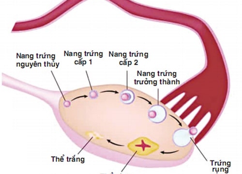 Trứng và quá trình rụng trứng