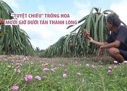 Tuyệt chiêu trồng hoa mười giờ dưới tán thanh long giúp ra trái to ở Long An