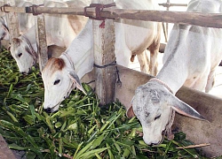 Chuyện lạ An Giang: Bò "lên ngôi", dân cho bò uống nước tăng lực