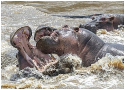 Cuộc chiến máu lửa của hai chú hà mã đực tại Kenya