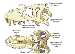 Hộp sọ của T-rex cứng đến mức chính nó cũng không thể cắn vỡ