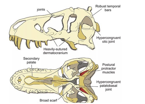 Hộp sọ của T-rex cứng đến mức chính nó cũng không thể cắn vỡ