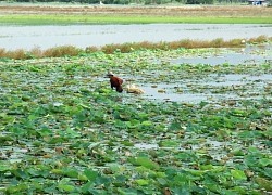 Miền Tây lũ muộn: Cá, cua, lươn, rắn...ít vẫn xôn xao đường quê