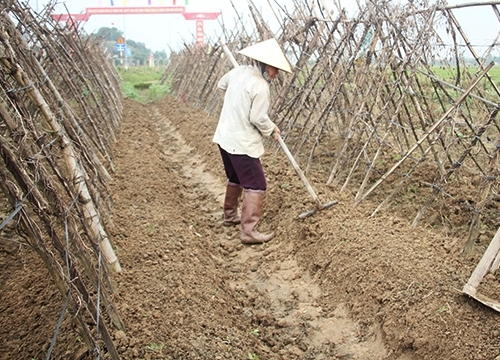 Nông dân vựa rau Hà Tĩnh làm lại vụ đông, kịp cung ứng cho thị trường