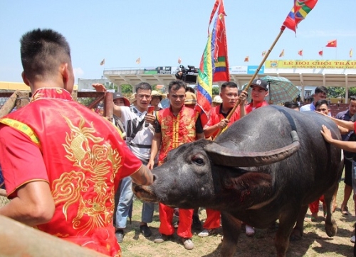 Ảnh: Chiêm ngưỡng những trận quyết chiến cuối cùng Lễ hội chọi trâu Đồ Sơn 2019