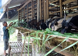 Bỏ nuôi lợn chuyển sang nuôi dê vỗ béo: Chi phí thấp, thu lãi cao