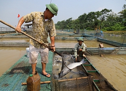 Cho cá lồng ăn thêm cây mắm tôm, bắt toàn con to, kiếm thêm tiền tỷ