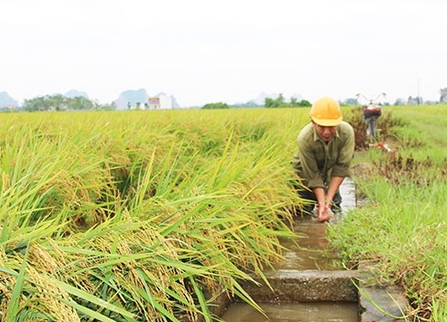 Có 512 xã được đánh giá đạt tiêu chí thủy lợi trong xây dựng nông thôn mới