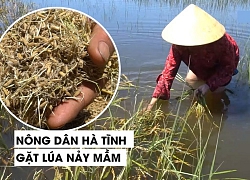 Gặt lúa ngâm nước lũ nảy mầm, nông dân Hà Tĩnh khóc ròng