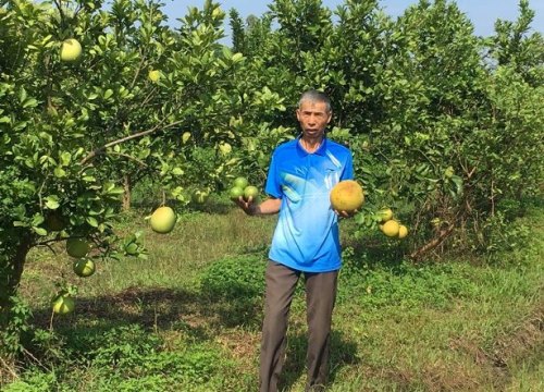 Lạ mà hay: Làm thuốc trừ sâu bằng cây cỏ, vườn đầy quả ngon