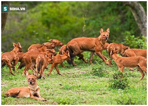 Lần hiếm hoi đụng độ sói lửa, báo hoa mai phải bỏ cả mồi ngon để chạy