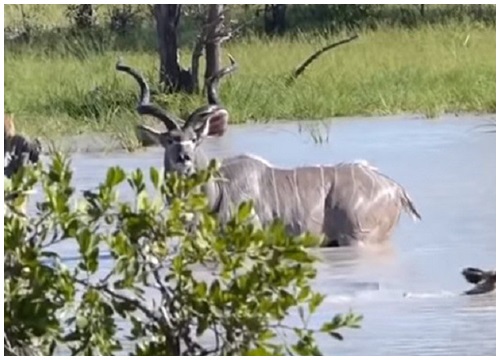 Linh dương kudu một mình chống lại bầy chó hoang