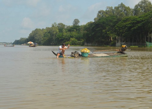 Mùa nước nổi An Giang: Chờ lũ về từng ngày, cá linh vẫn...biệt tăm