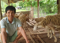 Nghệ An: Đánh liều mang cừu Ninh Thuận ra nuôi ở đất Thái Hòa