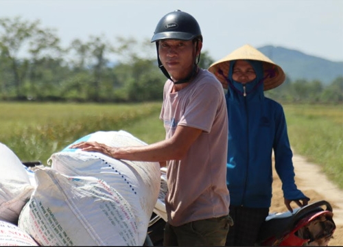 Nông dân "chết lặng" nhìn lúa nảy mầm trắng xóa sau lũ