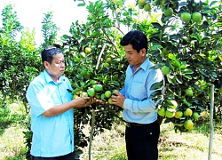 Quỹ HTND: Động lực để nông dân liên kết sản xuất, làm giàu