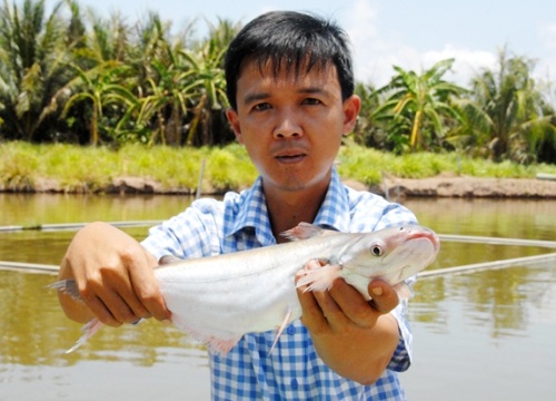 "Thuần hóa" cá bông lau trong ao, ngọt thịt, giá cao gấp 5 cá tra