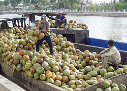 Trà Vinh: Giá dừa khô tăng cao