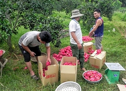 Trồng bạt ngàn quả đỏ ruột trên đất bạc màu, làm giàu không khó