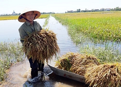 Xót xa ngụp lặt gặt lúa chìm nghỉm trong nước lũ