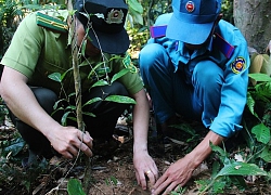 "Báu vật" sâm quý trên dãy Trường Sơn, củ to như ngón tay, dài nửa mét