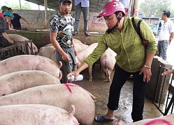 Giá heo hơi hôm nay 10/9: Miền Nam rục rịch tăng, người "găm" hàng kẻ bán chạy