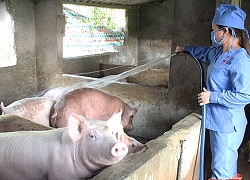 Giá heo hơi hôm nay 11/9: "Bão" dịch tả vẫn có trại bỏ túi tiền tỉ