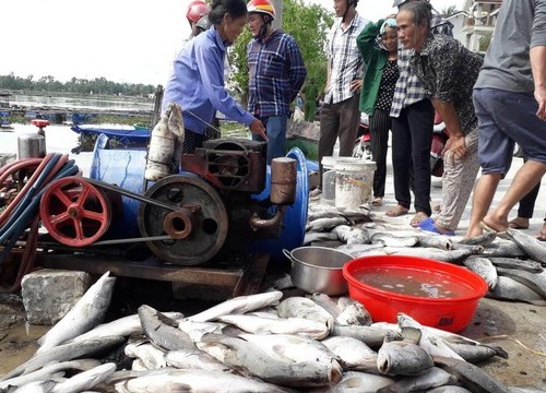 Hàng chục tấn cá nuôi ở Hà Tĩnh chết chưa rõ nguyên nhân