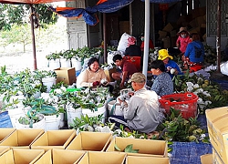 Khép chuỗi giá trị, mãng cầu Tây Ninh kì vọng cho thu nhập nghìn tỉ