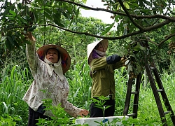 Miệt mài làm việc này, không ngờ có ngày đất cằn trả ơn "vàng"