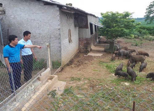 Nghệ An: Chủ tịch Hội ăn nên làm ra nhờ loài lợn "nghịch như giặc"