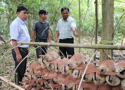 Ngoài chuối cô đơn kỳ lạ, không ngờ ở đây còn loài nấm quý to bự