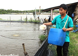 Ở đây nuôi la liệt tôm, cua, nhiều người phất lên thành tỷ phú