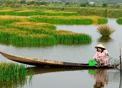 Về Bạc Liêu rủ nhau nếm thử "lộc trời", ăn rồi lại muốn ăn thêm