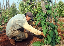 "Vỡ mộng" làm giàu từ cây lạ sachi, giá rớt thảm còn 15.000 đồng/kg