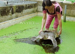 Vượt qua bão tố cuộc đời, nuôi đàn "thủy quái" to nặng ở miền Tây