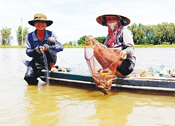 An Giang: Lũ lai rai, nước tràn đồng, dân "bấp bênh" bắt cá tôm