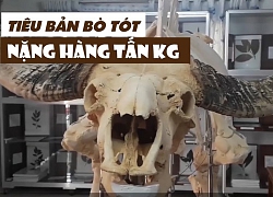 Cận cảnh hai tiêu bản bò tót nặng cả tấn chết trong khu bảo tồn