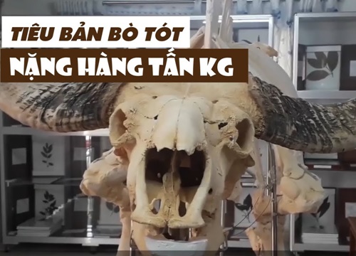 Cận cảnh hai tiêu bản bò tót nặng cả tấn chết trong khu bảo tồn