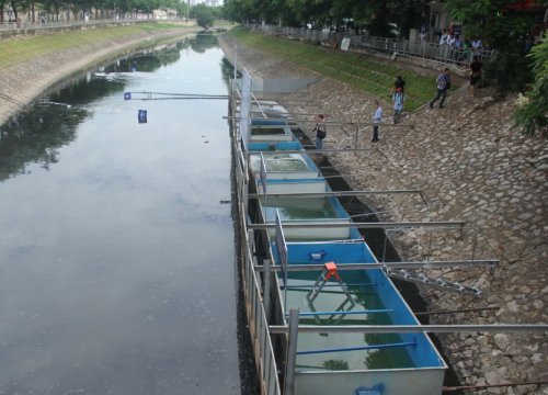 Chuẩn bị thả cá Koi Nhật và cá chép Việt xuống sông Tô Lịch và Hồ Tây