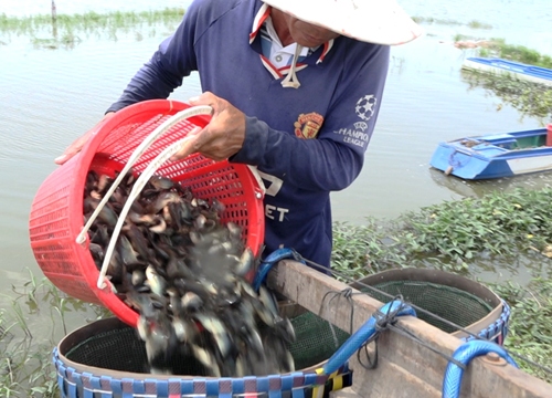 Độc đáo nghề đặt xà di bắt cá rô đồng