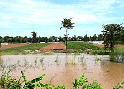 Đồng Tháp: Nước lũ lên nhanh, dân bán vội đu đủ non vớt vát