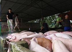 Giá heo hơi hôm nay 14/9: Miền Bắc 50.000đ/kg, Đồng Nai 40.000đ/kg, lo Tết cháy hàng