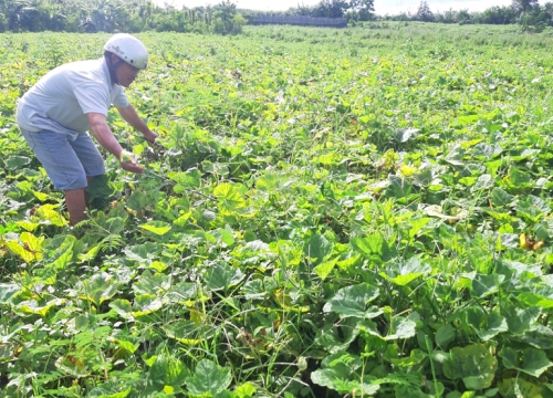 Gia Lai: Dân trồng bí đỏ lại khóc đỏ mắt vì mất mùa, mất giá