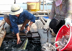 Kiên Giang: Quần đảo Bà Lụa biển đẹp, dừa soi bóng, cá tôm tươi rói