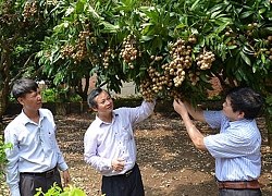 Làm "lý lịch" cho nhãn chín muộn Thủ đô "bay" ra nước ngoài