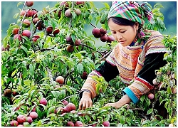 Mận Mộc Châu: Bài học thương hiệu từ trái mận nhỏ