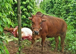 Rủ nhau làm thịt con bò đi lạc, 4 trai làng bị khởi tố