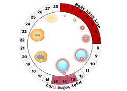 Rụng trứng là gì? Cách tính ngày rụng trứng chính xác nhất qua chu kì kinh nguyệt