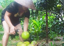 Thanh niên Hà Tĩnh "giải cứu" bưởi cho bà con vùng lũ